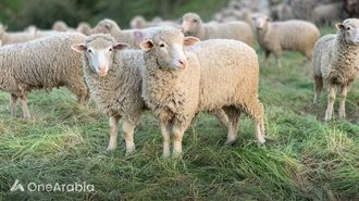 إصابات عيد الأضحى في تركيا