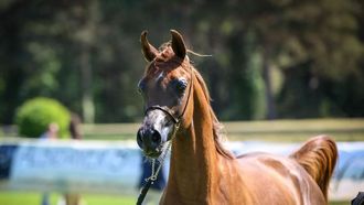 Arabian Horse Cup Starts In Denmark