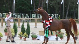 Egypt Hosts Arabian Horse Cup 2024