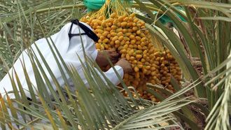 مهرجان التمور الصيفية في الإمارات