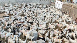 ERC's Eid Meat Aid In Hadramaut