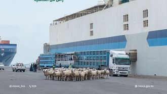 حج 1445: واردات الثروة الحيوانية السعودية