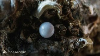 تراث الغوص لصيد اللؤلؤ في الكويت