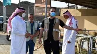 المدينة المنورة تعزز الرقابة على سوق الثروة الحيوانية