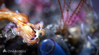 MENA Summit Focuses On Ocean Health