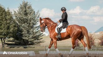 الجدول الزمني لتدجين الحصان الأوراسي