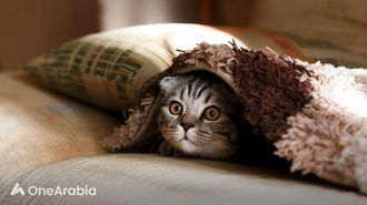 خطر انفلونزا الطيور عبر القطط إلى البشر