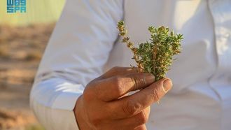 فوز الحفاظ على الزعتر البري في عرعر