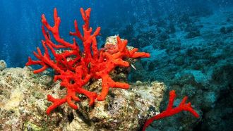 اكتشاف المرجان الأحمر في ماجلان