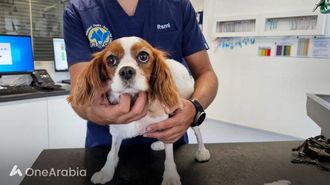 الإمارات العربية المتحدة رائدة في جراحة القلب للحيوانات الأليفة