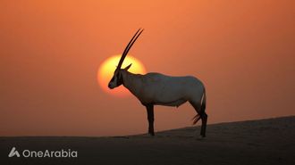 UAE Marks 9 Global Biodiversity Areas