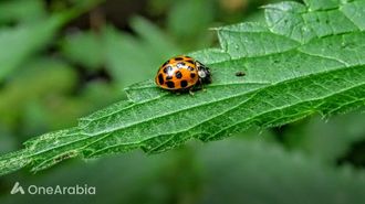 تم إصدار أطلس الخنفساء الحمراء الفريد