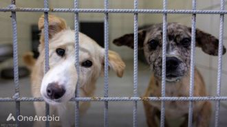 مناقشة خطة تركيا لإيواء الكلاب الضالة