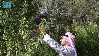 إحياء شجرة اللوز في الباحة