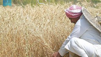 موسم حصاد عسير الغني بالبر