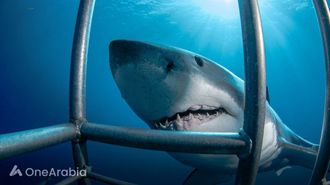 الكوكايين في أسماك القرش البرازيلية يثير القلق