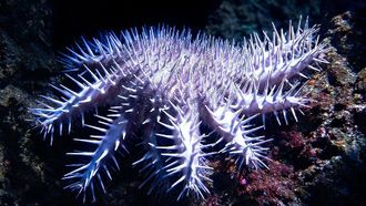 Tackling Starfish Threat In The Red Sea