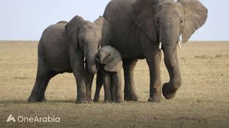 البشر القدماء اصطادوا الأفيال لتناول أدم