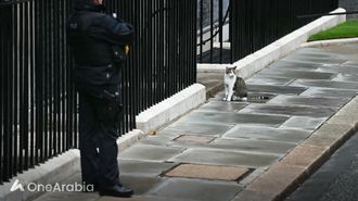 لاري القط: ثابت داونينج ستريت