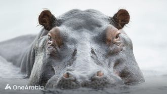 أفراس النهر يمكنها الطيران