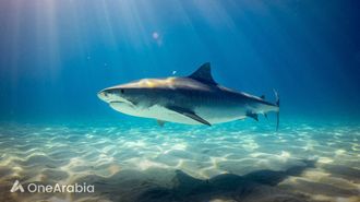 إصلاح نظام الكاميرا في IPhone ١٦