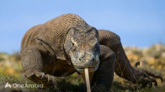 أسنان كومودو تكشف عن طبقة الحديد