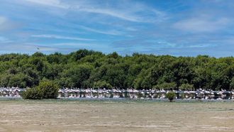 Safeguarding Mangroves: Key To Nature