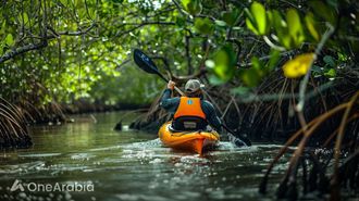 Mangrove Park: Abu Dhabi's Nature Gem