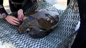 AlQurm Joins IOSEA Turtle MoU