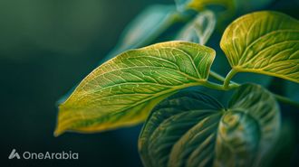 Money Plant: Prosperity & Health