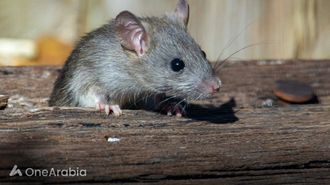 الفأر مع نظام المناعة البشرية