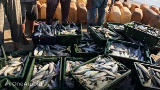 New Fish Import Strategies In Kuwait