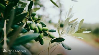 مركب الزيتون يحارب السمنة والسكري