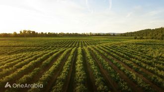 Permaculture Enhances Eco-Sustainability