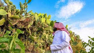 Prickly Pear Boom In AlBaha
