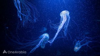 علاج لسعات قنديل البحر