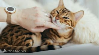 الطبيب البيطري يحمل جثة القطة فوق الفاتورة