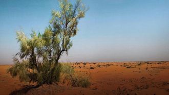 Al Ghada Trees Thrive In Saudi Reserve