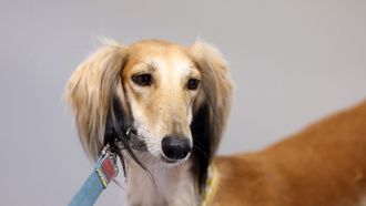 Saluki Contest At ADIHEX 2024