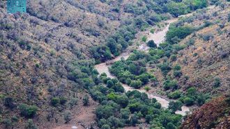 دور الزيتون البري في سرت