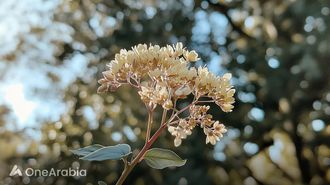 EOS R50: Compact Mirrorless Marvel