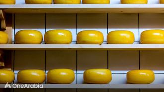 فوائد ومخاطر الجبن