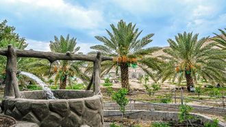 Date Palm Harvest Begins