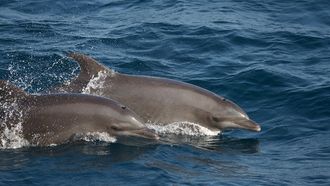 New Book On Fujairah's Marine Life