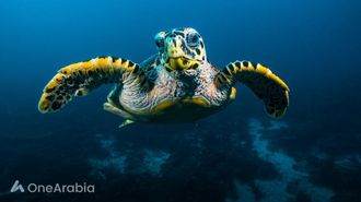 ولادة سلحفاة غالاباغوس تعزز الأمل