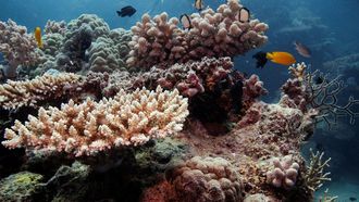 Reef Hits 400-Year Temperature High