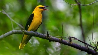 مواعيد موسم الصيد 2024 في السعودية