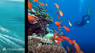 المغامرة والصفاء في كانديما