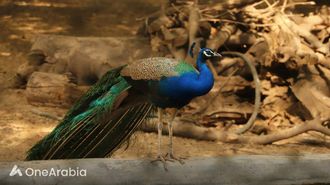 نجم هندي خلف القضبان بسبب 