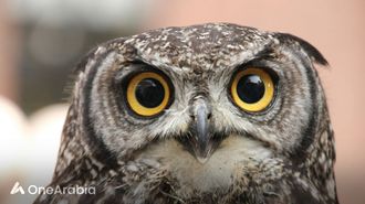 الولايات المتحدة تعدم البوم من أجل الحفاظ عليه